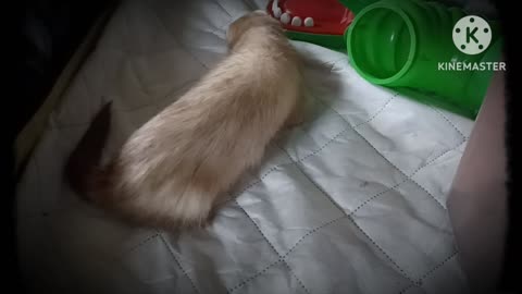 A little enrichment game for Romeo the ferret part 2