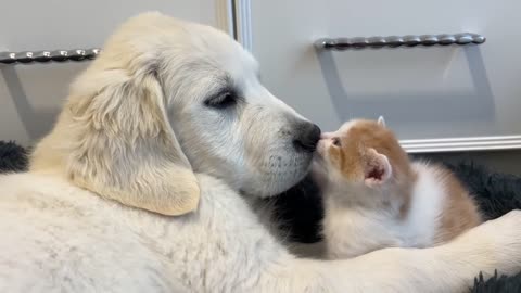 Os influenciadores de cães adoráveis ​​mais divertidos que você precisa seguir