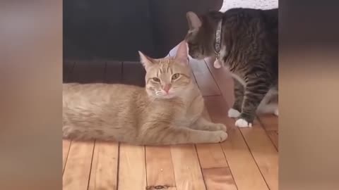 Hold on laughing for 5 minutes😂 funny cat moments