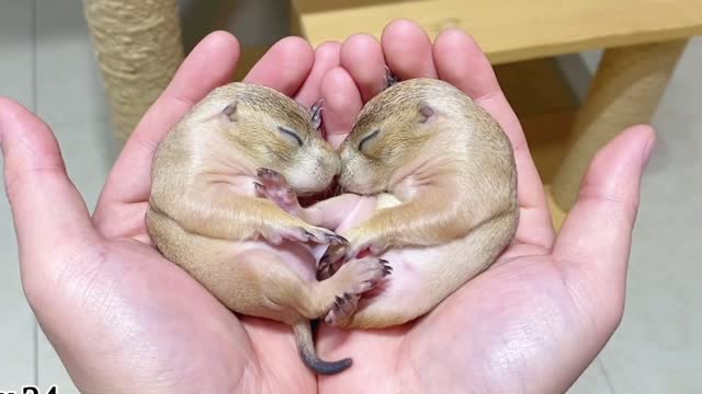 Pets: four marmots were born at home. Now they have finally grown up! (1-30 days full record)