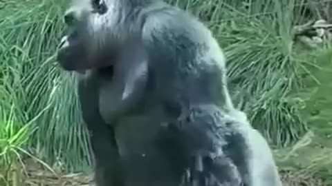 Animal funny video