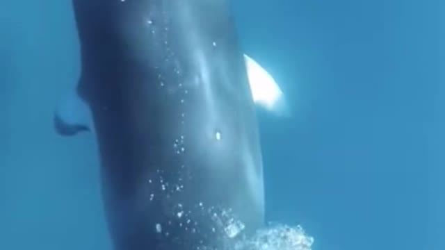 The sight of the whale spouting underwater is simply beautiful