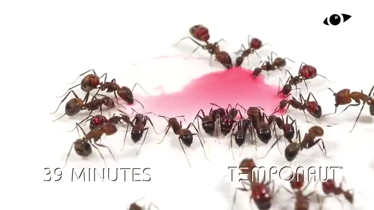 Ants Drinking Red Liquid Candy Timelapse