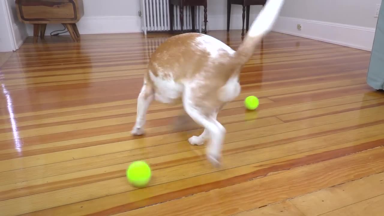 Puppy Gets Giant Tennis Ball Surprise | Cute Puppy Dog Indie | cute dogs