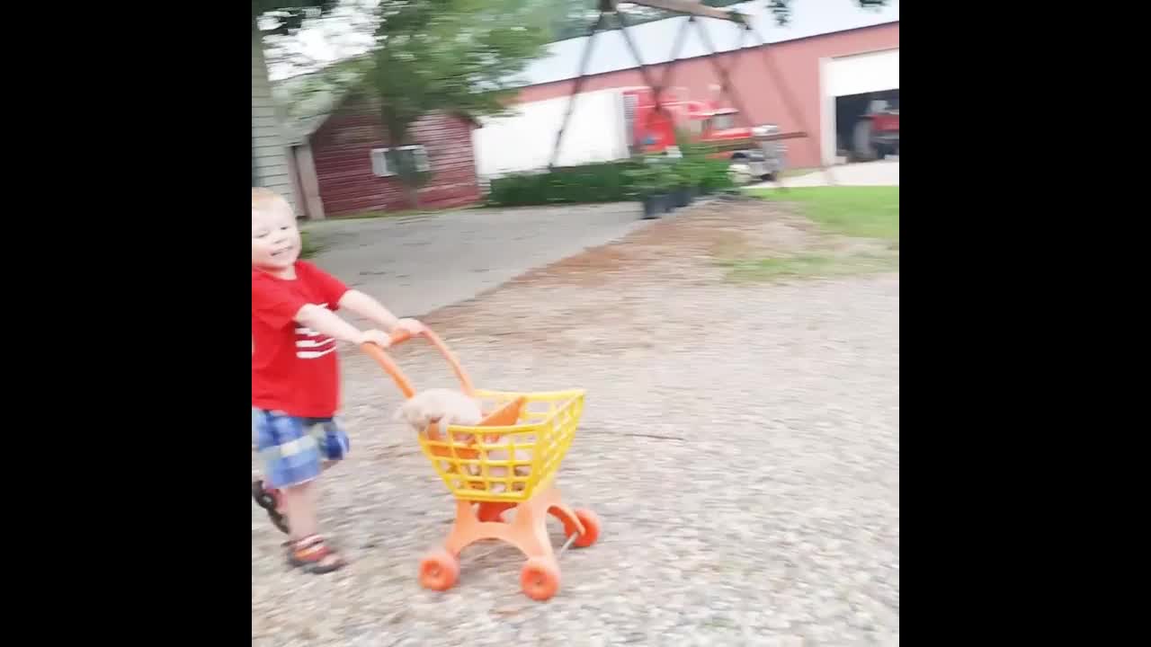 The moment of failure when the baby and the cat were together