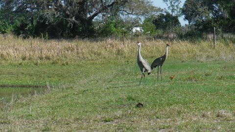 Dactimone family (what we call Sandhill Cranes) brought their baby unedited vid.