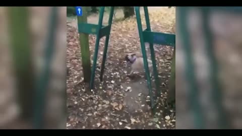 Funny Cat vs Gun - Playing dead on finger shot