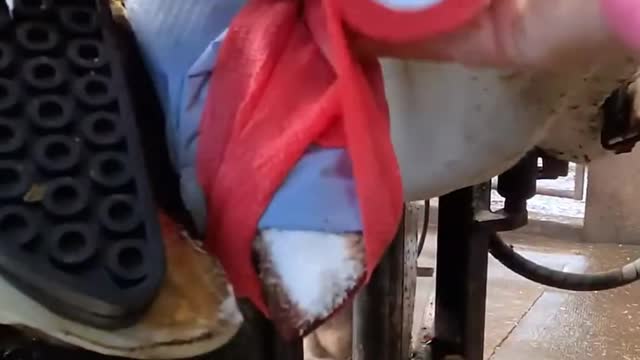 Repairing cow's hoof series five