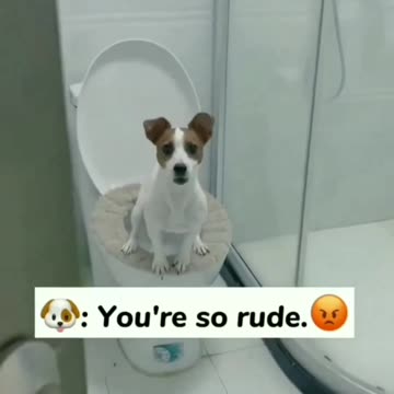 Dog funny video 😹