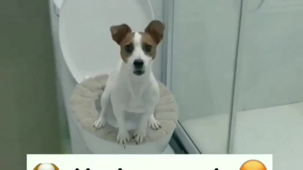 Dog funny video 😹