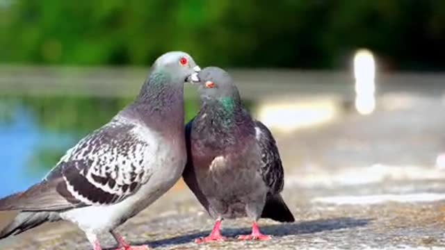 Two beautiful pigeons