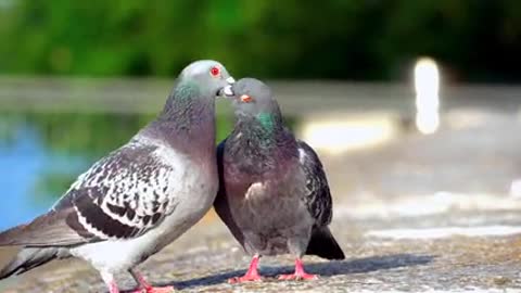 Two beautiful pigeons