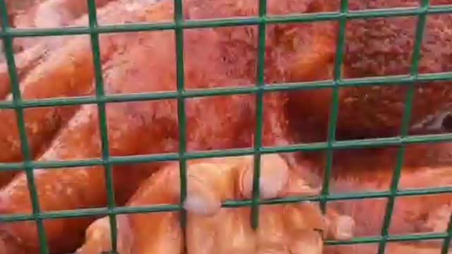 😲 😱 Biggest octopus caught on camera