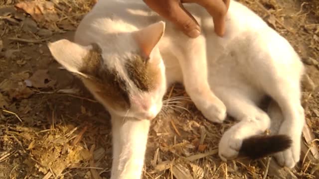 Cute cat playing with my hand ❤❤