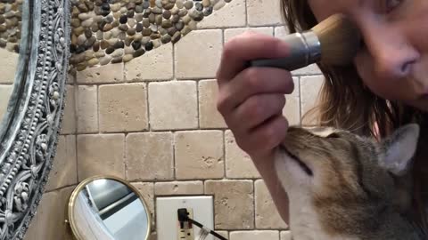 Cat Diva Loves Putting on Makeup