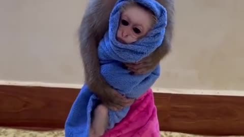 funny monkey video but intiligent animal #shorts #short #rumble