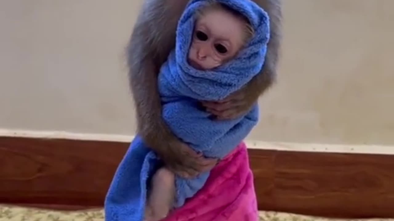 funny monkey video but intiligent animal #shorts #short #rumble