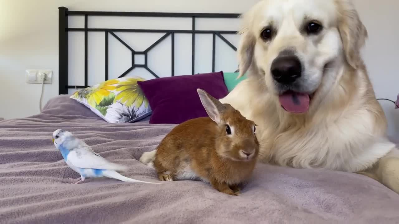 The First Meeting of a Funny Dog, Cute Rabbit and Budgie