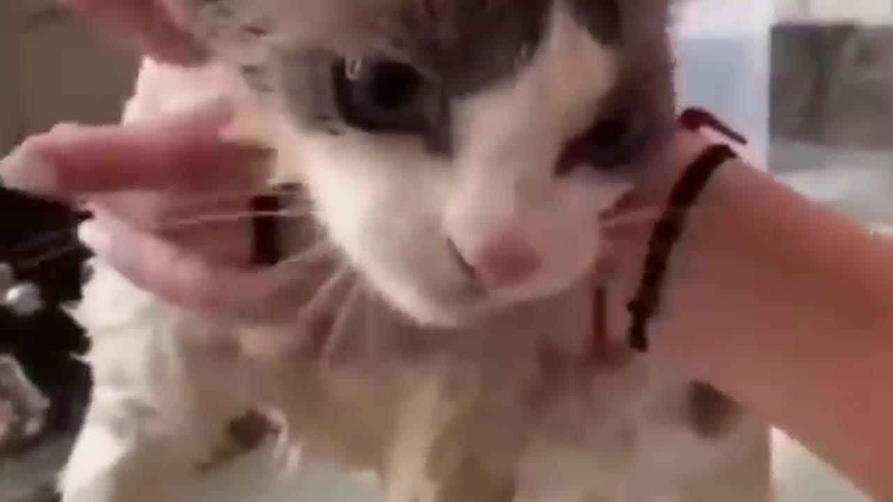 Watch These Disgruntled Cats Get the Most Unusual Beauty Treatment!