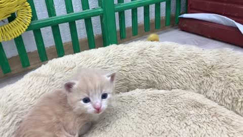 Yellow duckling wants to sleep next to a cute kitten