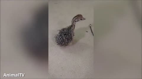 Cheeky Ostrich Attacks - FUNNIEST compilation