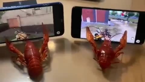 lobsters playing games😁😁