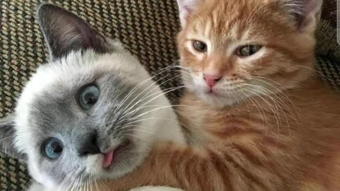So funny 🤣 😆