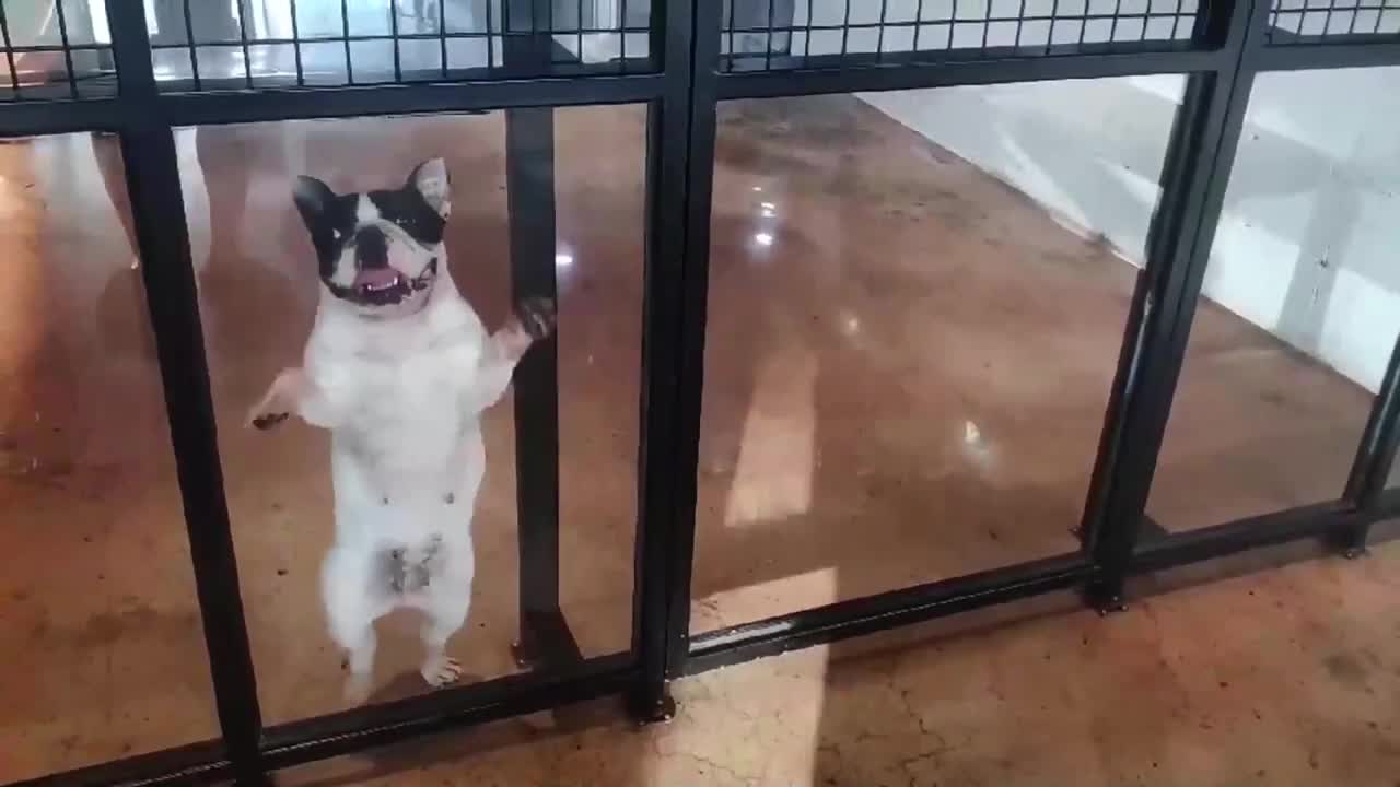 Happy French Bulldog Dance