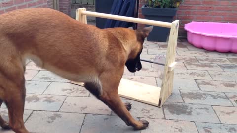 This compilation of smart dogs will leave you astonished!