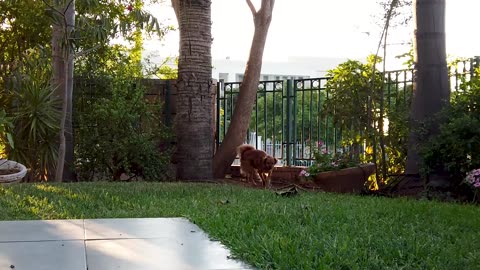 Dogs Love Prt 8: The Most Charming and Adorable Dogs You'll Encounter