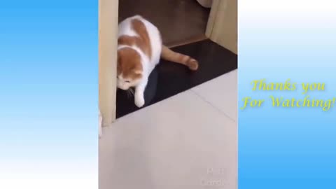 Funniest Animals - Best Of The Funny Animal Videos.. 🤣🐱