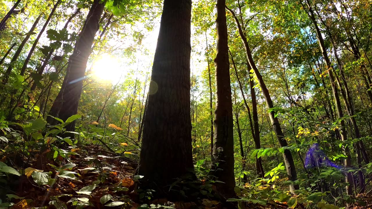 Clip from the Forest