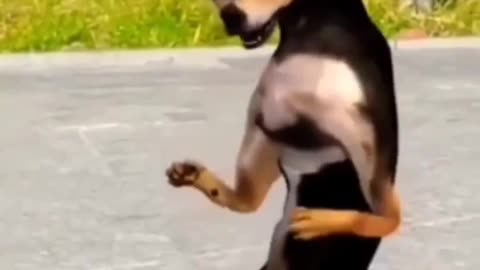 New comady funny video 😅😂🤣😂