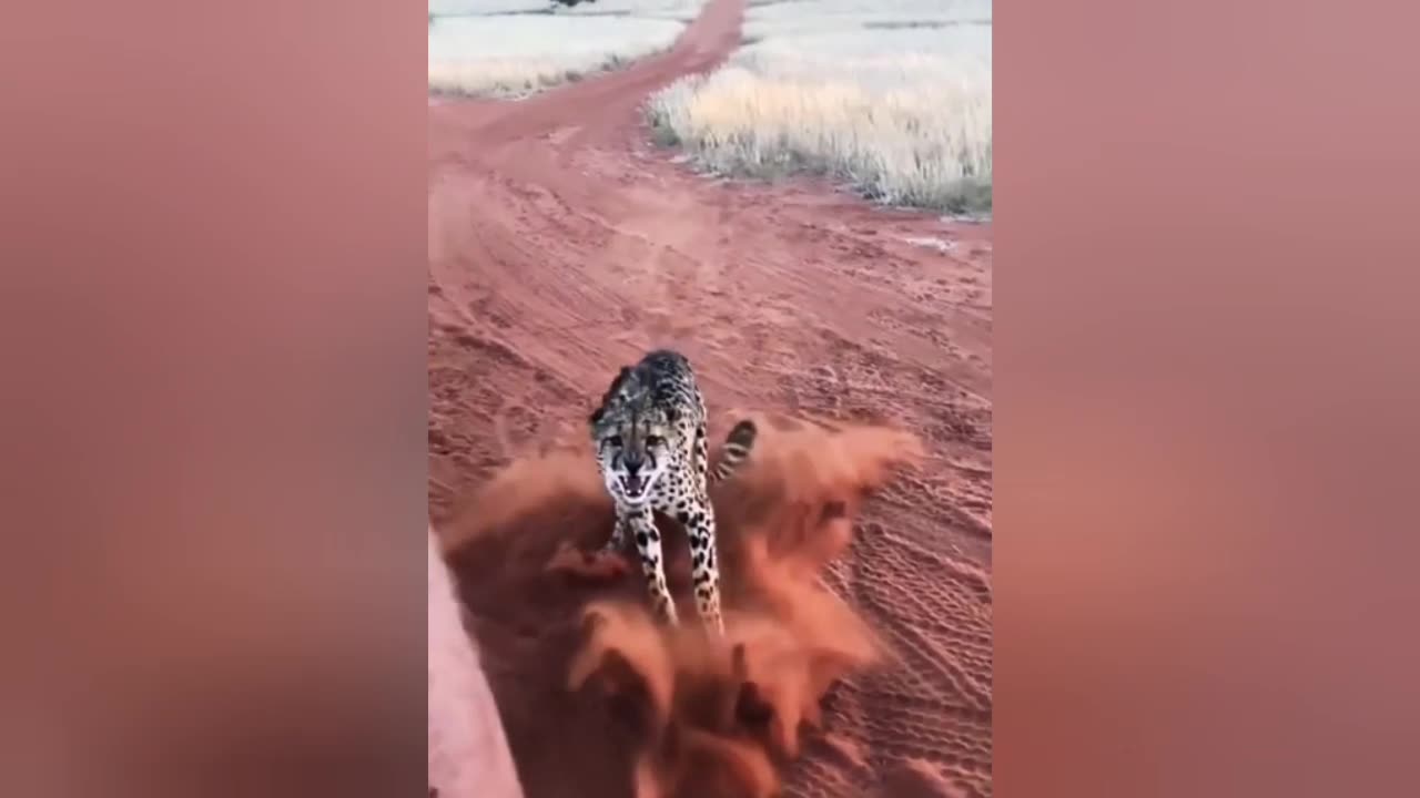 cheetah attacks tourists