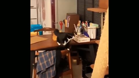 Funniest cat video