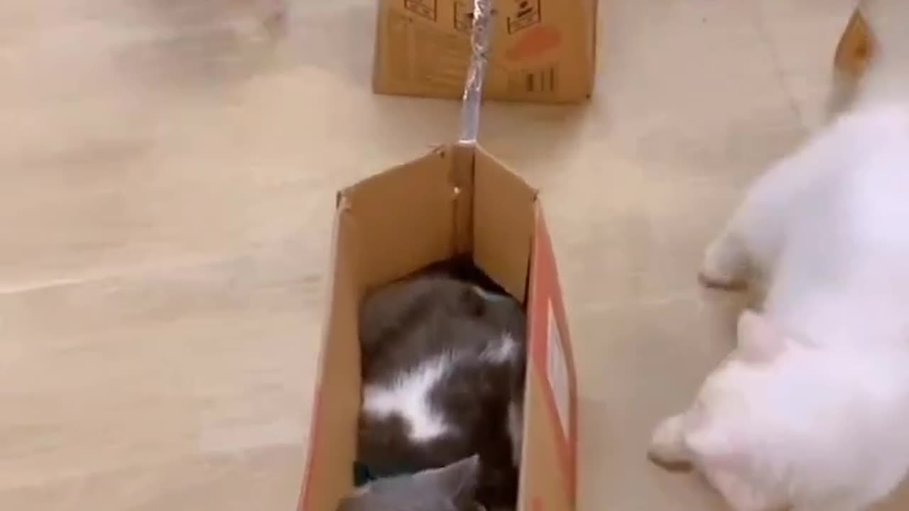 The cat train is coming, get out of the wa...