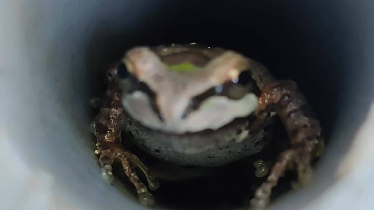 Hello Frog