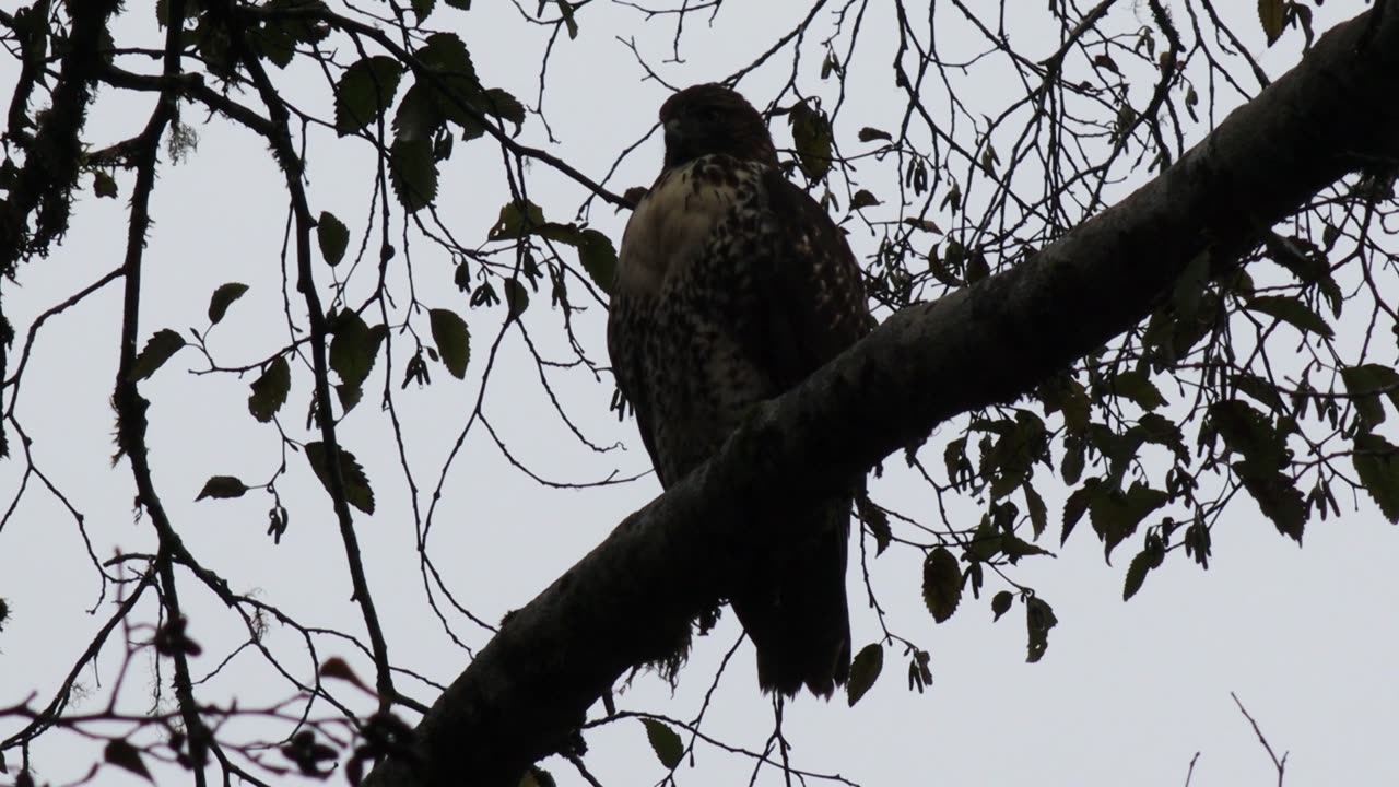 Alaska Red-Tailed Hawk