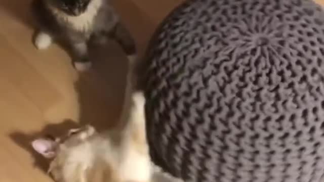 Do you Love pets? This is for you 🤗🤗🤗