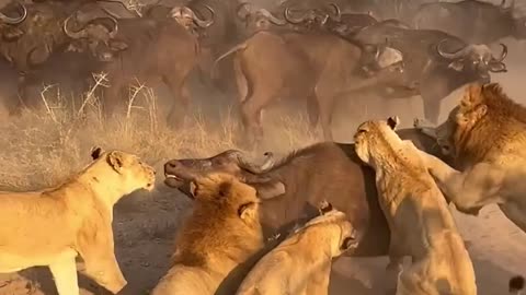 Lioness Slaps Buffalo in the Face - Full Video Above!