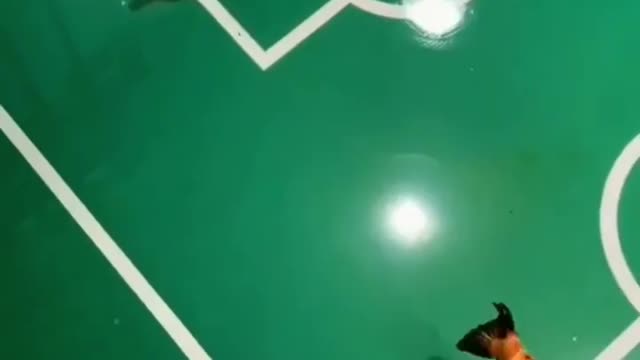 Fish playing football