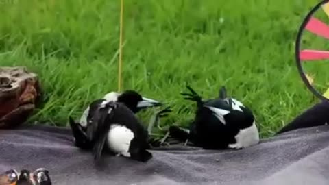 HOW BIRDS PLAY WITH ONE ANOTHER