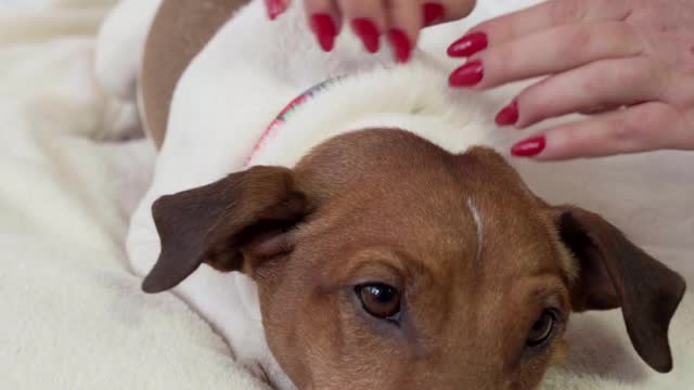 Dog Lying on Bed and Getting a Massage