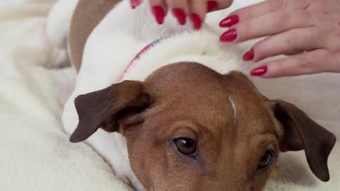 Dog Lying on Bed and Getting a Massage