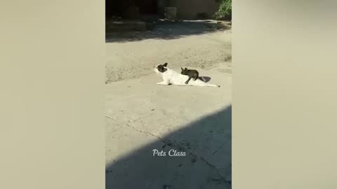 Best Funny animal videos