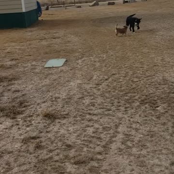 The dogs love the yard