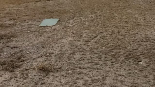 The dogs love the yard