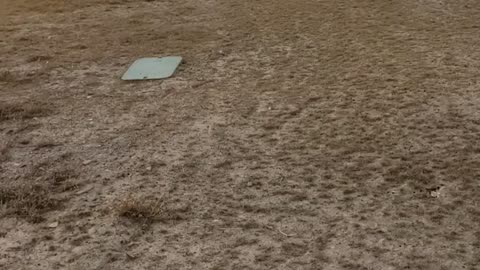 The dogs love the yard