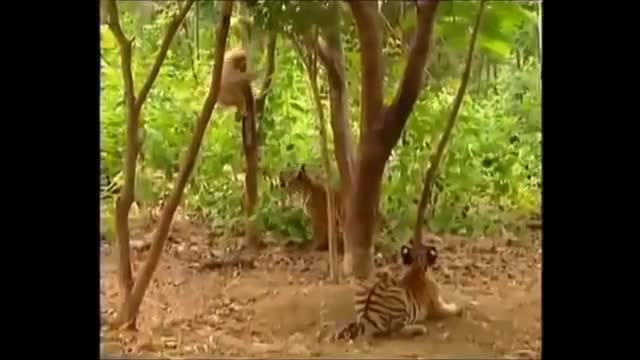 Monkey & Tiger Funny😄😄😄