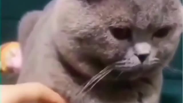 Funniest Cats 😹 Don't try to hold back Laughter 😂 Funny Cats Life. Part 11